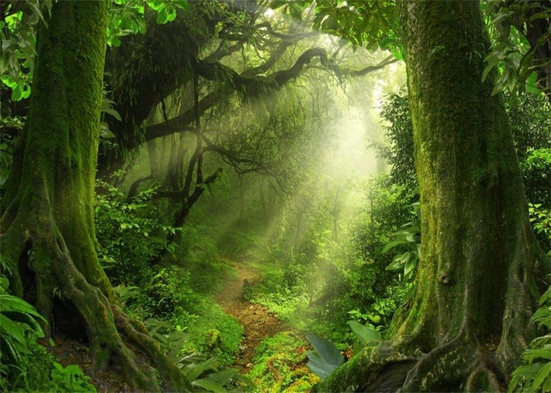 Leowefowa 7x5ft Jungle Forest Backdrop Old Trees Green Vine Dirt Road Fairytale Backdrops for Photography Vinyl Photo Background Kids Baby Portraits Studio Props - Image 4